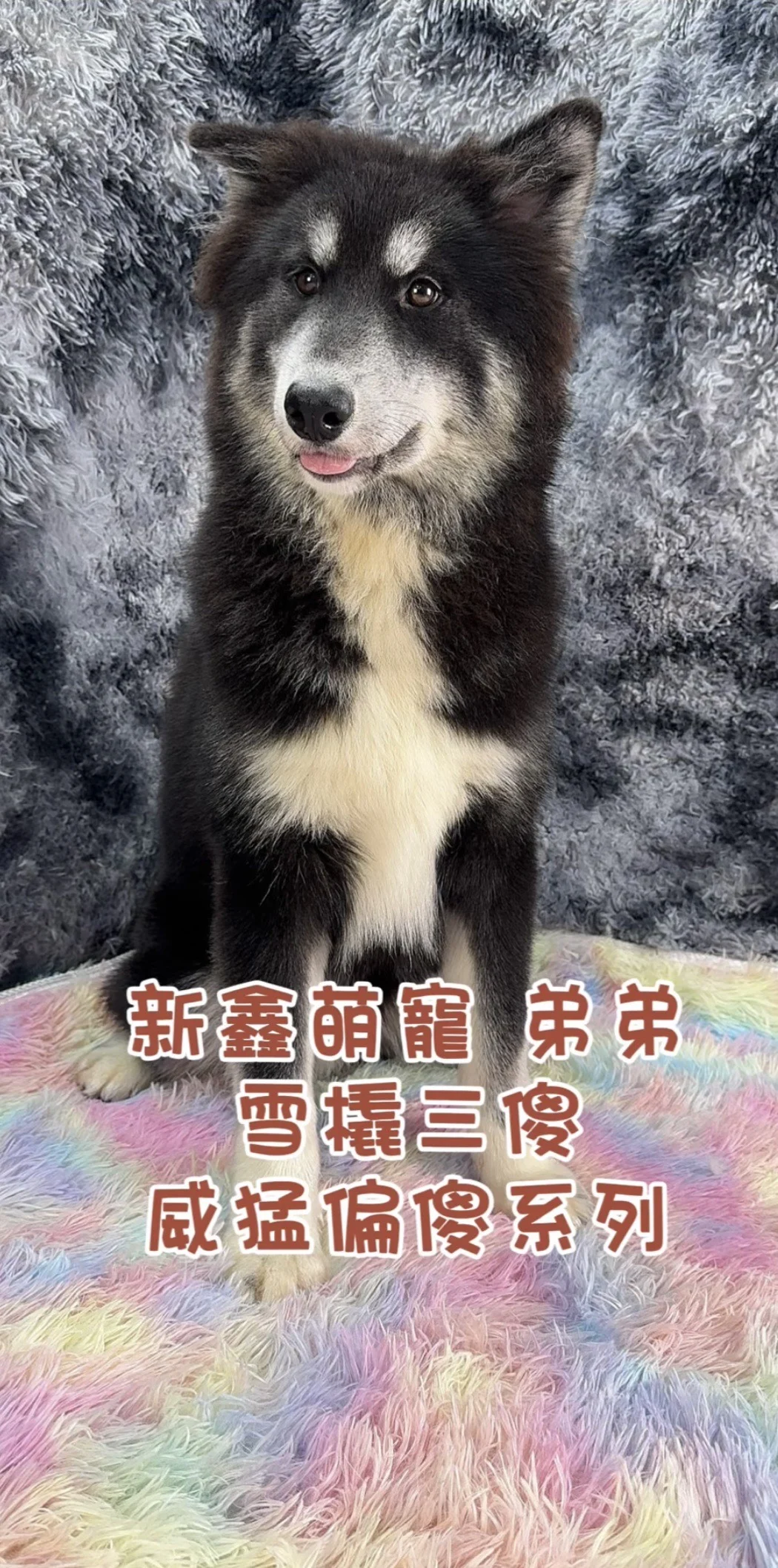 哈摩耶*67 公🎂113.11.20   3XXXX