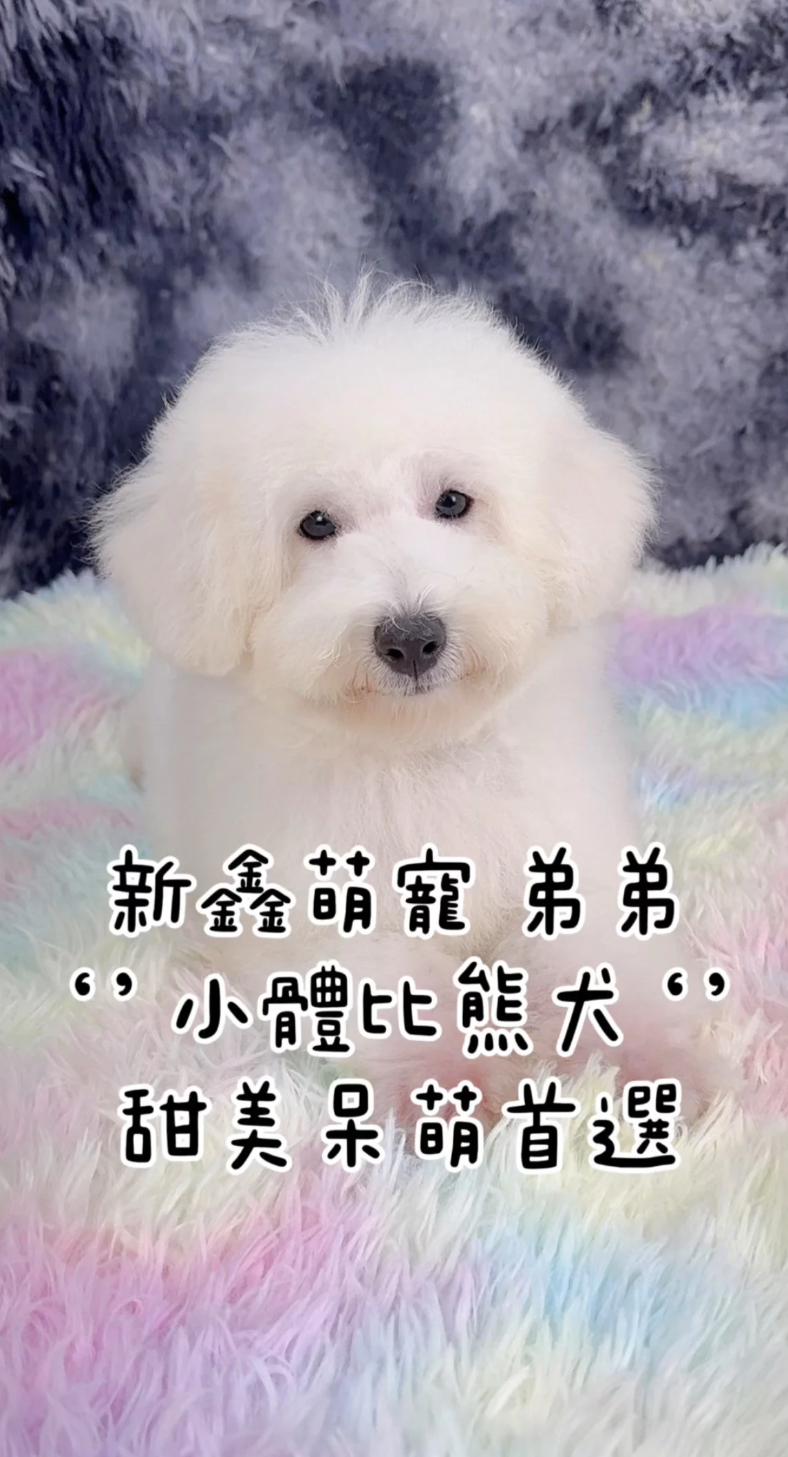 照片