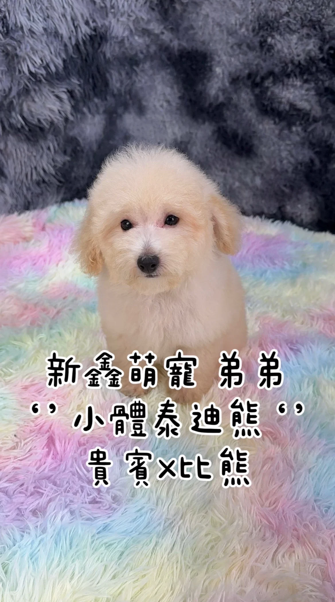 照片
