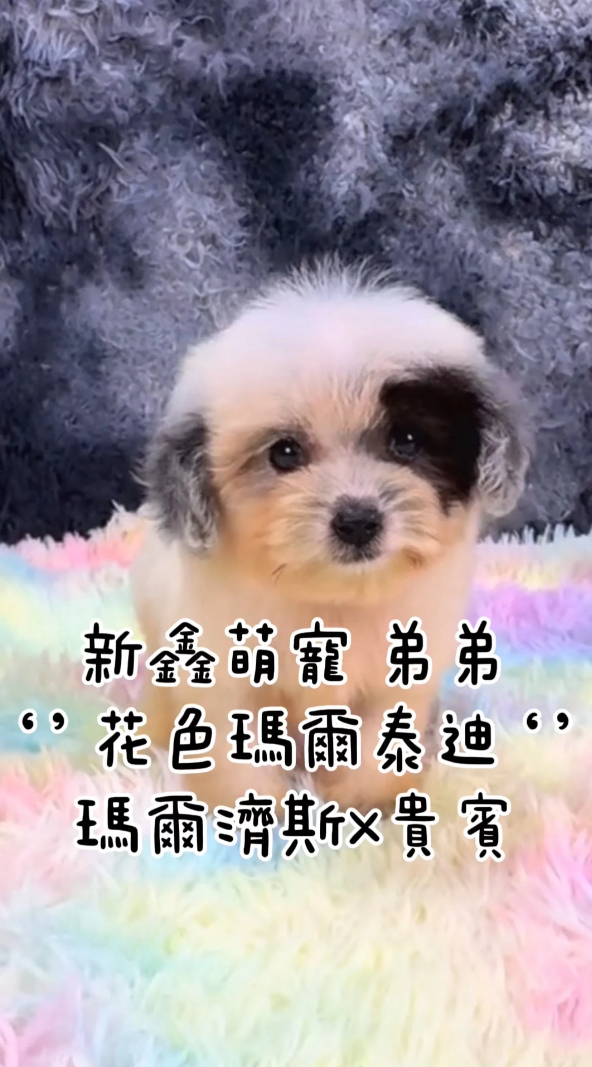 照片