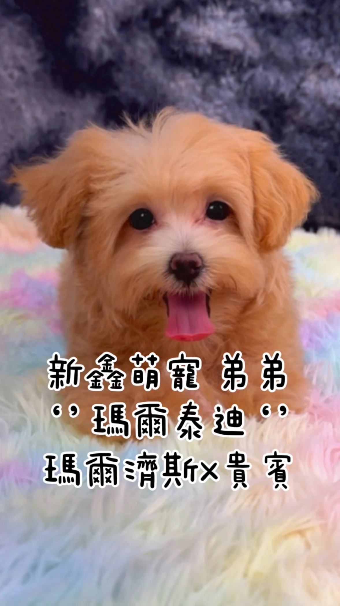 照片