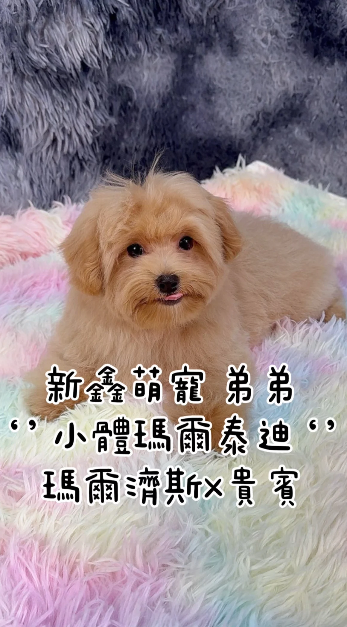 照片
