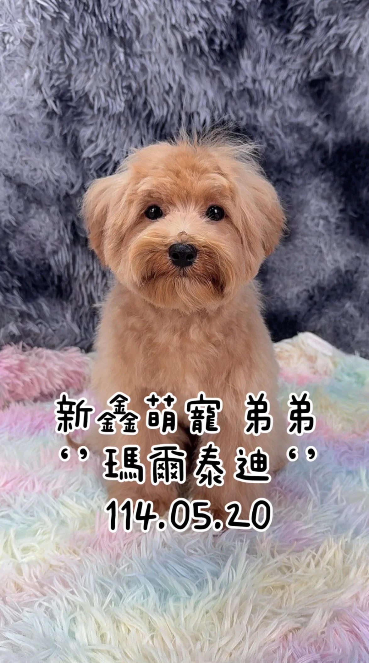 照片 照片